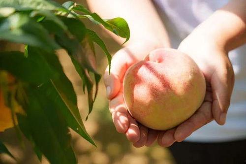 国产水蜜桃在线播放,甜蜜滋味，在线共享的视觉盛宴