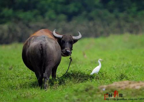 国产专区在线观看老牛,老牛影视盛宴，在线观看畅享不停